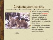 Žinduoliai. Gyvūnai, jauniklius maitinantys pienu 17 puslapis