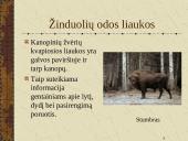 Žinduoliai. Gyvūnai, jauniklius maitinantys pienu 18 puslapis