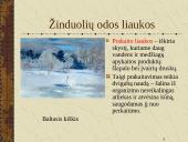 Žinduoliai. Gyvūnai, jauniklius maitinantys pienu 19 puslapis