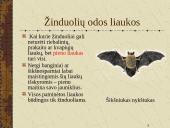 Žinduoliai. Gyvūnai, jauniklius maitinantys pienu 20 puslapis