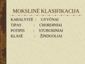 Žinduoliai. Gyvūnai, jauniklius maitinantys pienu 4 puslapis