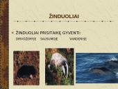 Žinduoliai. Gyvūnai, jauniklius maitinantys pienu 5 puslapis