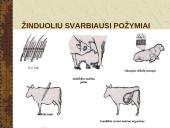 Žinduoliai. Gyvūnai, jauniklius maitinantys pienu 6 puslapis