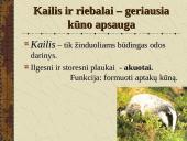 Žinduoliai. Gyvūnai, jauniklius maitinantys pienu 9 puslapis