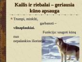 Žinduoliai. Gyvūnai, jauniklius maitinantys pienu 10 puslapis