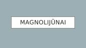 Magnolijūnai. Skaidrės