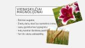 Magnolijūnai. Skaidrės 5 puslapis