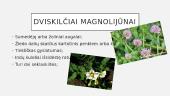 Magnolijūnai. Skaidrės 6 puslapis