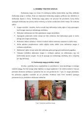 Lengvųjų automobilių diagnostikos praktikos ataskaita 11 puslapis