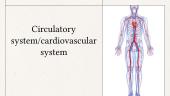 Circulatory system