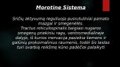 Aktyvinanti tinklinė sistema (skaidrės) 11 puslapis