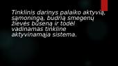 Aktyvinanti tinklinė sistema (skaidrės) 5 puslapis