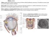 Akies obuolio ir priedinių organų anatomija. Regos sistemos anatomija 11 puslapis