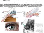 Akies obuolio ir priedinių organų anatomija. Regos sistemos anatomija 12 puslapis