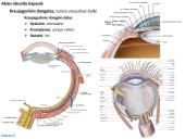 Akies obuolio ir priedinių organų anatomija. Regos sistemos anatomija 13 puslapis