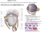 Akies obuolio ir priedinių organų anatomija. Regos sistemos anatomija 14 puslapis
