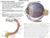 Akies obuolio ir priedinių organų anatomija. Regos sistemos anatomija 15 puslapis