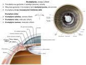 Akies obuolio ir priedinių organų anatomija. Regos sistemos anatomija 16 puslapis