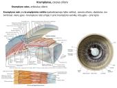 Akies obuolio ir priedinių organų anatomija. Regos sistemos anatomija 18 puslapis