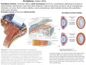 Akies obuolio ir priedinių organų anatomija. Regos sistemos anatomija 19 puslapis