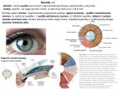 Akies obuolio ir priedinių organų anatomija. Regos sistemos anatomija 20 puslapis