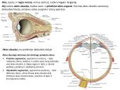 Akies obuolio ir priedinių organų anatomija. Regos sistemos anatomija 5 puslapis