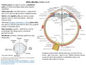 Akies obuolio ir priedinių organų anatomija. Regos sistemos anatomija 6 puslapis