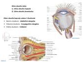 Akies obuolio ir priedinių organų anatomija. Regos sistemos anatomija 7 puslapis