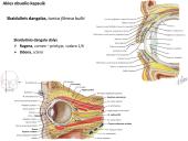 Akies obuolio ir priedinių organų anatomija. Regos sistemos anatomija 8 puslapis