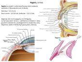 Akies obuolio ir priedinių organų anatomija. Regos sistemos anatomija 9 puslapis