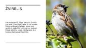Lietuvoje žiemojantys paukščiai 3 puslapis