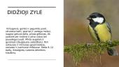 Lietuvoje žiemojantys paukščiai 4 puslapis