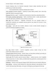 Tivoli valdymo sistema 8 puslapis