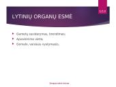 Žmogaus lytinė sistema 3 puslapis