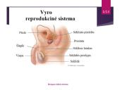 Žmogaus lytinė sistema 4 puslapis