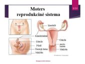 Žmogaus lytinė sistema 6 puslapis