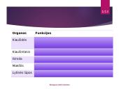 Žmogaus lytinė sistema 7 puslapis