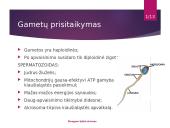 Žmogaus lytinė sistema 9 puslapis