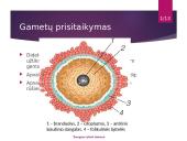 Žmogaus lytinė sistema 10 puslapis
