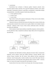 Transportavimas 4 puslapis