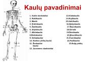 Žmogaus griaučiai. Kaulai 11 puslapis