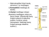 Žmogaus griaučiai. Kaulai 5 puslapis