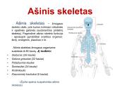 Žmogaus griaučiai. Kaulai 9 puslapis