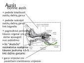 Klausa.  Žmogaus ausies sandara 12 puslapis