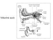 Klausa.  Žmogaus ausies sandara 13 puslapis