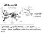 Klausa.  Žmogaus ausies sandara 14 puslapis