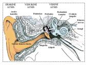 Klausa.  Žmogaus ausies sandara 16 puslapis