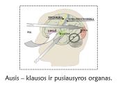 Klausa.  Žmogaus ausies sandara 4 puslapis