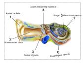 Klausa.  Žmogaus ausies sandara 5 puslapis