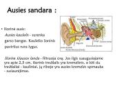 Klausa.  Žmogaus ausies sandara 6 puslapis